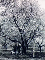 桜桃ナポレオン種植栽された農場